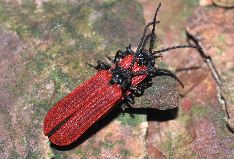 Platycis minutus ?  No, Pyropterus nigroruber